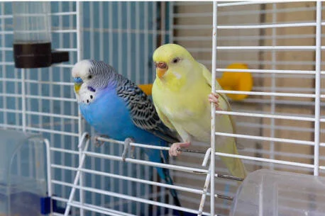 Riyadh, Pet Supplies, SAR 50,  Birds Parrot For Sale