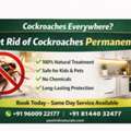Cockroach Control In Chennai | Pest Rid Naturals