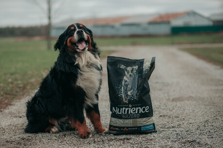 Mumbai, Pet Supplies, Better Coat Starts With The Right Dog Food