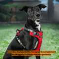 INR 1249,  Comfortable Dog Body Harness By Waggety For Daily Walks