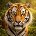 Book Tiger Safari Tours In India &ndash; Best Deals For Tadoba, Kanha, Bandhavgarh & More