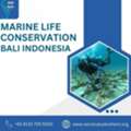 Marine Life Conservation Bali Indonesia