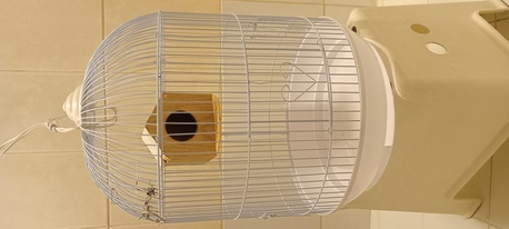 Kabul, Pet Adoption, Big Birds Cage