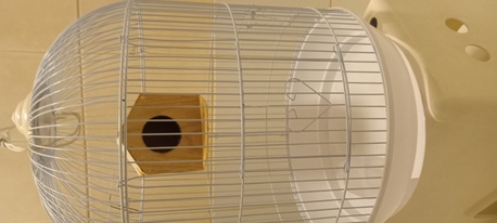 Kabul, Pet Adoption, Big Birds Cage