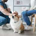 Comprehensive Pet Routine Exams In Sacramento