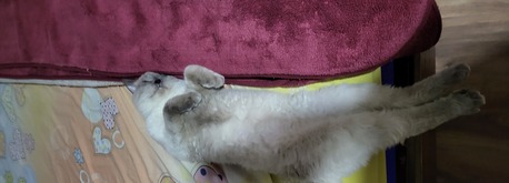 Dammam, Pet Adoption, Cute Himalayan Male Cat For Free Adoption