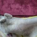 Cute Himalayan Male Cat For Free Adoption