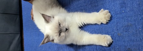 Dammam, Pet Adoption, Cute Himalayan Male Cat For Free Adoption