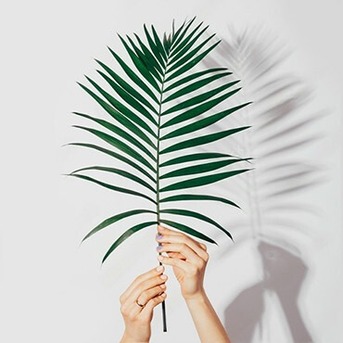 New York, Farm/Garden, Buy Palm Leaves For Palm Sunday In Bulk