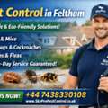 Wasp Removal Feltham | Get Rid Of Wasps Quickly