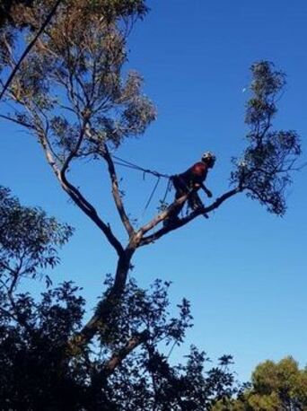 Sydney, Business, Tree Removal Services Lane Cove