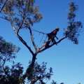 Tree Removal Services Lane Cove