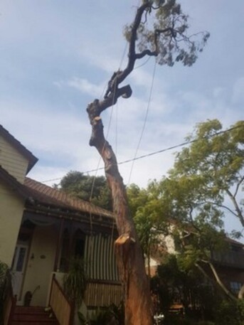 Sydney, Business, Tree Removal Services Lane Cove