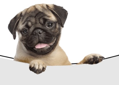 Los Angeles, Pet Sitting, Elite Dog Sitters Los Angeles CA