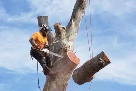 New York, Business, GreenLeaf Tree Surgeons