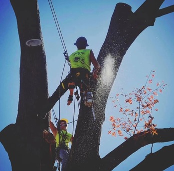 New York, Business, GreenLeaf Tree Surgeons
