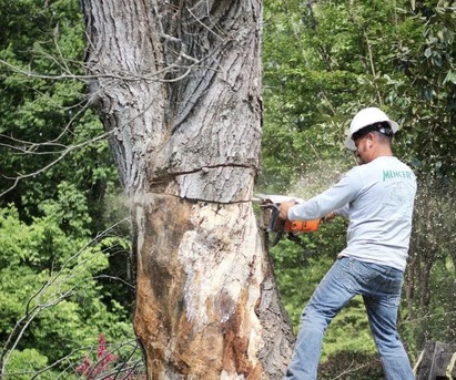 New York, Business, GreenLeaf Tree Surgeons