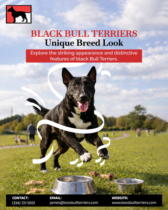 New York, Pet Supplies, Bull Terriers For Sale By Boss Bull Terriers
