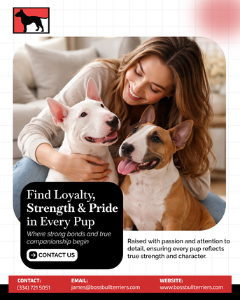 New York, Pet Supplies, Bull Terriers For Sale By Boss Bull Terriers