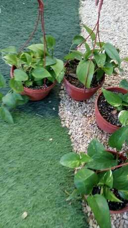 Al Maathar, Farm & Garden, SAR 35,  Flowers,Indoor&Outdoor Plants Are Available In Riyadh With Delivery-0551298565