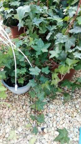 Al Maathar, Farm & Garden, SAR 35,  Flowers,Indoor&Outdoor Plants Are Available In Riyadh With Delivery-0551298565