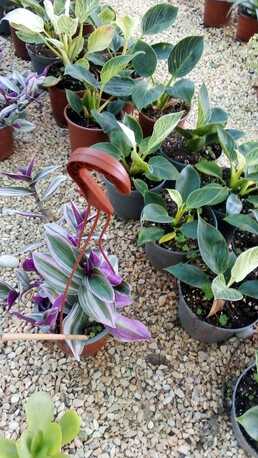 Al Maathar, Farm & Garden, SAR 35,  Flowers,Indoor&Outdoor Plants Are Available In Riyadh With Delivery-0551298565