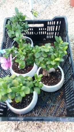 Al Maathar, Farm & Garden, SAR 35,  Flowers,Indoor&Outdoor Plants Are Available In Riyadh With Delivery-0551298565