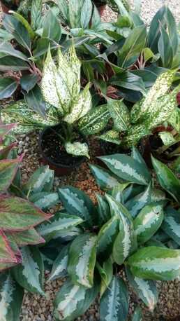 Al Maathar, Farm & Garden, SAR 35,  Flowers,Indoor&Outdoor Plants Are Available In Riyadh With Delivery-0551298565