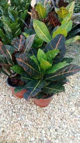 Al Maathar, Farm & Garden, SAR 35,  Flowers,Indoor&Outdoor Plants Are Available In Riyadh With Delivery-0551298565