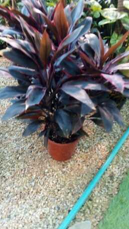 Al Maathar, Farm & Garden, SAR 35,  Flowers,Indoor&Outdoor Plants Are Available In Riyadh With Delivery-0551298565