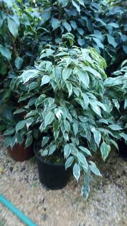 Al Maathar, Farm & Garden, SAR 35,  Flowers,Indoor&Outdoor Plants Are Available In Riyadh With Delivery-0551298565