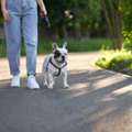 Dog Walking Services In Raipur