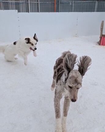Toronto, Business, Kennel Club Boarding
