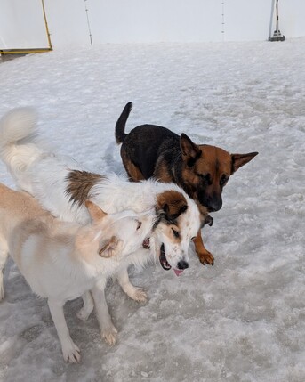 Toronto, Business, Kennel Club Boarding