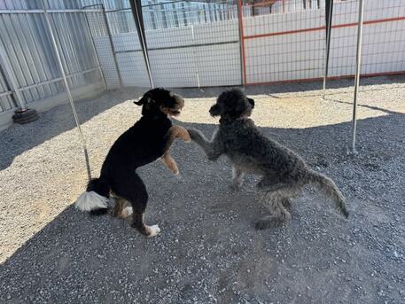 Toronto, Business, Kennel Club Boarding