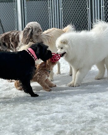 Toronto, Business, Kennel Club Boarding