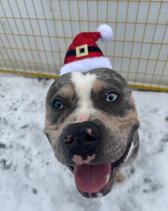 Toronto, Business, Kennel Club Boarding