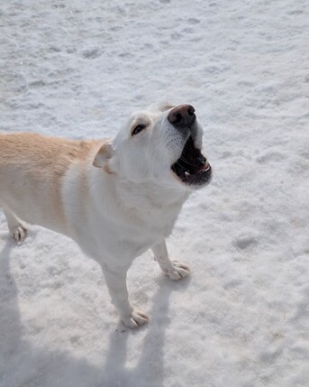 Toronto, Business, Kennel Club Boarding