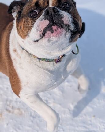 Toronto, Business, Kennel Club Boarding