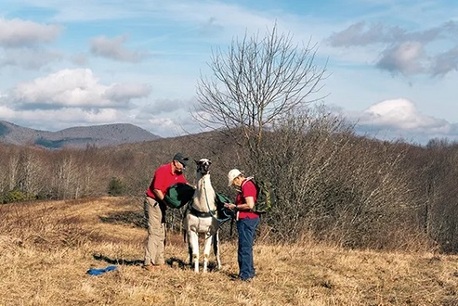 New York, Business, Professional Llama Hiking North Carolina Guided Tours