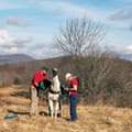 Professional Llama Hiking North Carolina Guided Tours