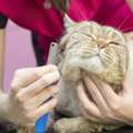 Cat Grooming Services In Goa