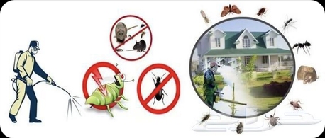 Al Andalus, Pest Control, PROFESSIONAL PAKISTANIALL TYPES PEST CONTROL SOLUTION WITHGUARANTEED 6MONTHS 050-3175078