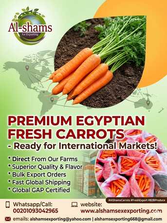 Moscow, Farm & Garden, Fresh Carrot