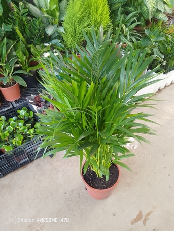 Riyadh, Marketing, Land Scaping