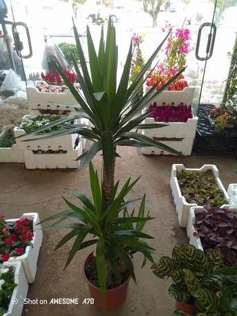 Riyadh, Marketing, Land Scaping