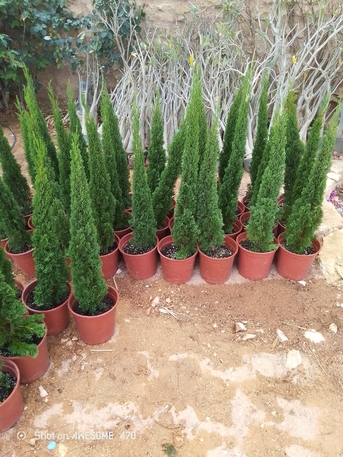 Riyadh, Marketing, Land Scaping