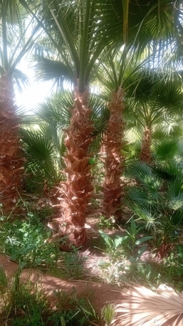 Riyadh, Marketing, Land Scaping