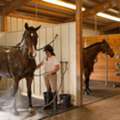 The Ultimate All-Weather Equestrian Center In Ocala, Florida