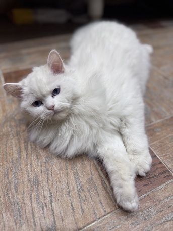 Riyadh, Pet Supplies, Persian Cat For Adoption